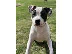 Adopt Shego a Pit Bull Terrier, Mixed Breed