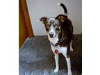Adopt Blu (AR) a Gray/Blue/Silver/Salt & Pepper Rat Terrier / Mixed dog in St.