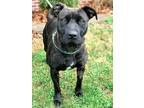 Adopt Serenity a Pit Bull Terrier