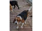 Adopt Torrie a Tricolor (Tan/Brown & Black & White) Beagle / Mixed dog in Apple