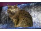 Adopt Dutchess a Domestic Long Hair