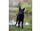 Adopt Serena a Black German Shepherd Dog / Mixed dog in Mt. Airy, MD (38368623)