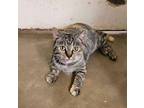 Adopt Mary Rose a American Shorthair