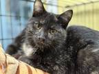 Adopt Dash a Tortoiseshell