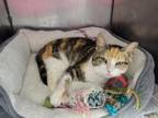 Adopt Cami a Domestic Short Hair