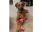 Adopt Penny a Vizsla, Coonhound