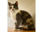 Adopt SUNDAY a Domestic Short Hair