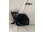 Adopt Dottie a Domestic Shorthair / Mixed (short coat) cat in Phoenix