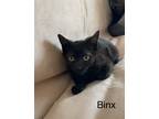 Adopt Binx a Domestic Shorthair / Mixed (short coat) cat in Phoenix