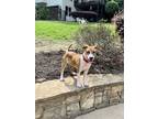Adopt AZALEA a Brown/Chocolate - with White Jack Russell Terrier dog in