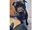 Adopt Action Jackson a Black Shar Pei / Mixed dog in Tucson, AZ (38410812)