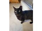 Adopt Skully a All Black Domestic Shorthair / Mixed (short coat) cat in Forest