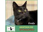 Adopt Freda a Domestic Short Hair