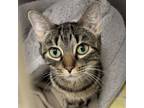 Adopt Abby a Domestic Short Hair, Tabby