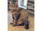 Adopt Doris a Domestic Shorthair / Mixed (short coat) cat in Spring