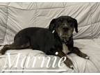 Adopt Marnie a Rottweiler