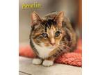 Adopt Amelia a Tortoiseshell