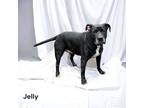Adopt Jelly a Terrier, Mixed Breed