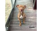 Adopt Keela a Terrier, Mixed Breed