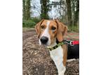 Adopt Sweep a Treeing Walker Coonhound