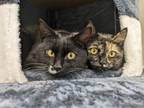 Adopt Coraline & Ms. Lovat (Bonded Pair) a Domestic Short Hair