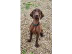 Adopt Hatti (6143) a Chesapeake Bay Retriever