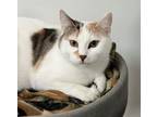 Adopt Darcy a Calico