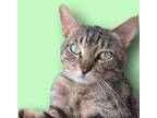 Adopt Simon #pick-me-up-and-hold-me a Brown Tabby Domestic Shorthair / Mixed
