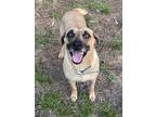 Adopt Yama a Tan/Yellow/Fawn - with Black Black Mouth Cur / Hound (Unknown Type)