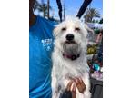 Adopt Blizzard a Westie, West Highland White Terrier / Mixed dog in Los Angeles