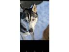 Adopt Tala a Siberian Husky / Mixed dog in Los Angeles, CA (38484194)