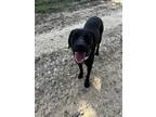 Adopt Sasha a Black Black Mouth Cur / Labrador Retriever dog in Oakwood