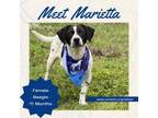 Adopt Marietta a Beagle