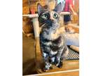 Adopt Hazel a Domestic Shorthair / Mixed (short coat) cat in Hammond