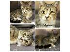 Adopt McGlamery a Domestic Short Hair