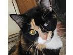 Adopt Thin Mint a Domestic Short Hair