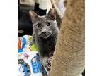 Adopt Anabelle Mist a Gray or Blue Russian Blue / Mixed (short coat) cat in