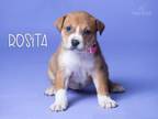 Adopt Rosita a American Staffordshire Terrier