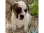 Parson Russell Terrier Puppy for sale in Concord, NC, USA