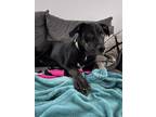 Adopt Starry (Sky litter 3) a Black Labrador Retriever / Mixed dog in Lewis