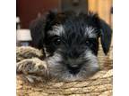 Schnauzer (Miniature) Puppy for sale in Akeley, MN, USA
