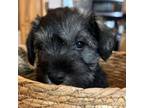 Schnauzer (Miniature) Puppy for sale in Akeley, MN, USA