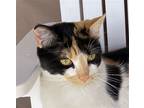 Adopt Golie (Courtesy Post) a Calico or Dilute Calico Domestic Shorthair / Mixed