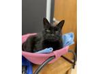 Adopt Annabelle a Domestic Shorthair / Mixed (short coat) cat in Walden