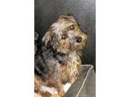 Adopt Balini a Dachshund / Mixed Breed (Medium) / Mixed dog in Walden