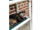 Adopt Callie a Domestic Shorthair / Mixed (short coat) cat in Walden