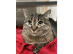 Adopt Carrie a Domestic Shorthair / Mixed (short coat) cat in Walden