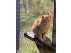 Adopt Cinnamon a Domestic Shorthair / Mixed (short coat) cat in Walden