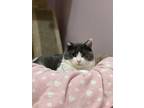 Adopt Grace a Domestic Shorthair / Mixed (short coat) cat in Walden