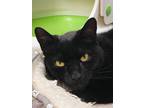 Adopt Ms. Jingles a Domestic Shorthair / Mixed (short coat) cat in Walden